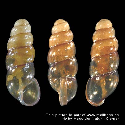 Platyla polita