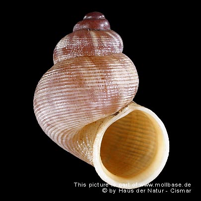 Pomatias elegans